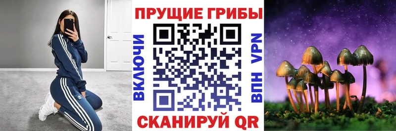 дарнет шоп  Тайга  Галлюциногенные грибы ЛСД 
